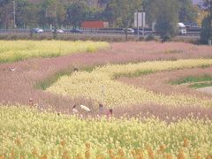 -三圣花乡旅游区