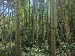 -天适樱花悠乐园