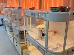 -翊宠yipet猫狗购宠庄园犬舍•猫舍