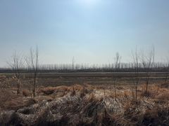 -罗卜李包子羊肉汤