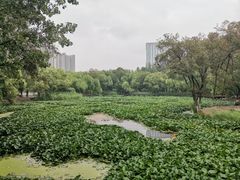 -青城公园