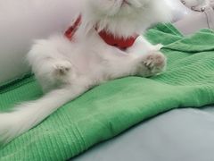 -瑞派宠物医院·24小时骨科·心脏·核磁(哈尔滨南岗店)