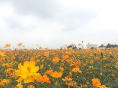 -紫颐香薰山谷景区