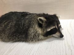 -浣熊柯尔鸭土拨鼠·电玩咖