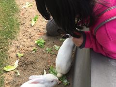 -前小桔亲子创意农场·草莓采摘·露营烧烤