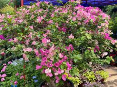 -三圣花乡旅游区