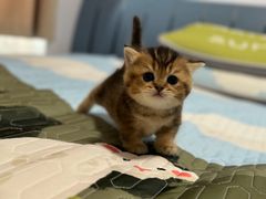 -珠海悠米米努特矮脚猫舍