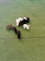 -萌宠亲子动物乐园(槐房万达店)