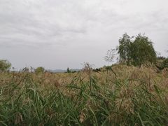 -绿堤公园