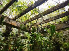 -中国科学院西双版纳热带植物园
