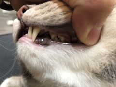 -PETKIT小佩宠物(古北店)