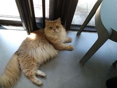 -琪喵猫屋·撸猫猫咖·猫舍