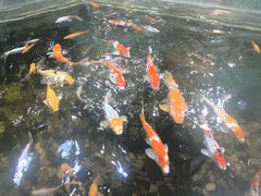 -上海大自然野生昆虫馆(东方明珠·爬宠昆虫探索中心)