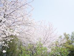-苏州上方山国家森林公园