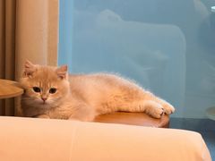 -欣宠猫屋·矮脚拿破仑·蓝金金渐层
