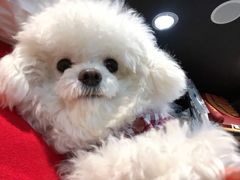 -PETKIT小佩宠物(昭化店)