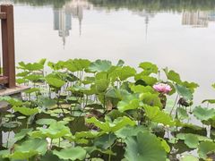 -莲花池公园