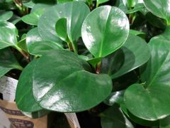 -鹿岛会员店 (龙湖三千集天街店)