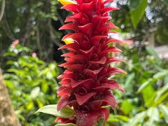 -中国科学院西双版纳热带植物园