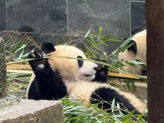 -中国大熊猫保护研究中心雅安碧峰峡基地