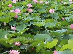 -荔湾湖公园