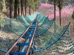 -原山国家森林公园