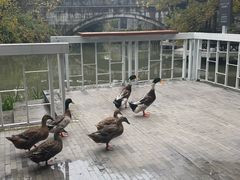 -杭州西溪喜来登度假大酒店