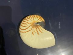 -青岛贝壳博物馆