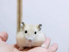 -钓仓鼠(洋桥北里小区店)