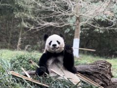 -都江堰中华大熊猫苑