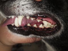 -comecome来吧宠物(奥克斯中心店)