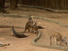 -深圳野生动物园