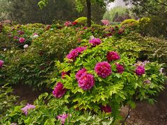 -莲花池公园