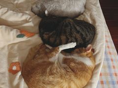 -贝康宠物医院·犬猫全科·小动物特色诊疗中心(东环路店)
