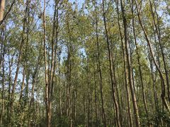 -合肥滨湖国家森林公园