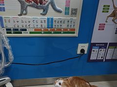 -康爱犬猫诊所·牙专科·骨外科·影像内科(丰宁店)