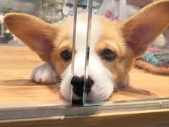 -狗道宠物(常熟印象城店)