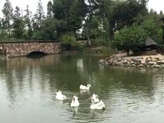 -田园东方蜜桃村的田野营地