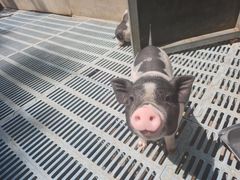 -北京鹿世界主题园