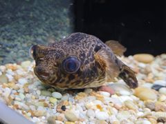 -上海海洋水族馆