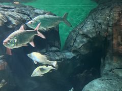 -上海海洋水族馆