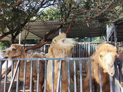 -泉州海丝野生动物世界