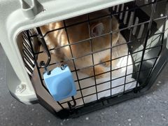 -心仪动物医院·牙专科·肿瘤·心脏科(西客站院)