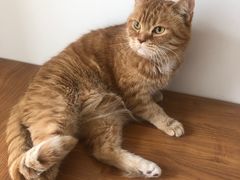 -摩根扒房(桐梓林店)