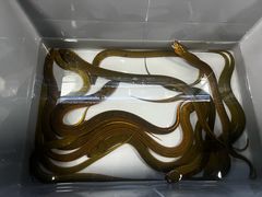 -百万叔(临湖店)