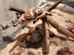 -Zoolung Zoolung动物主题公园(海信广场店)