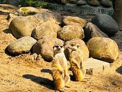 -上海野生动物园