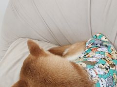 -怪兽屋·羊驼·猫咖·狗咖(俊华广场店)