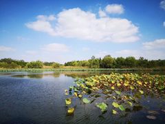 -溱湖国家湿地公园