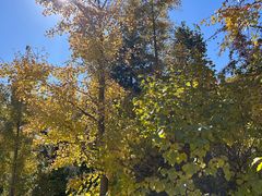 -遵化市禅林寺古银杏风景园